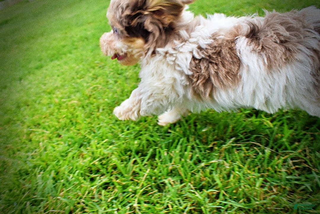Havapoo dogs for sale: Daisy - Image 7