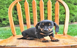 Miniature Dachshund dogs for sale: Twinkle - Image 11