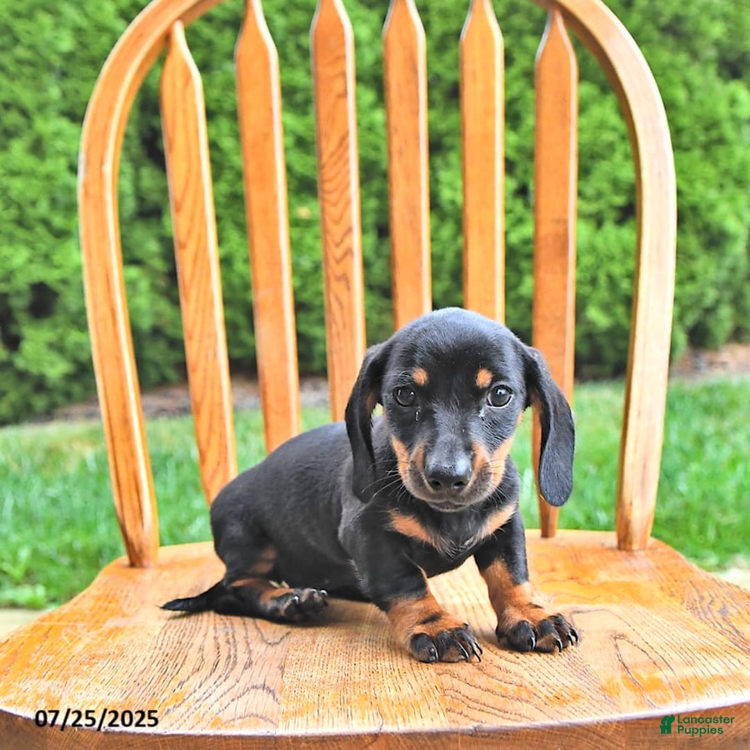 Miniature Dachshund dogs for sale: Twinkle - Image 11