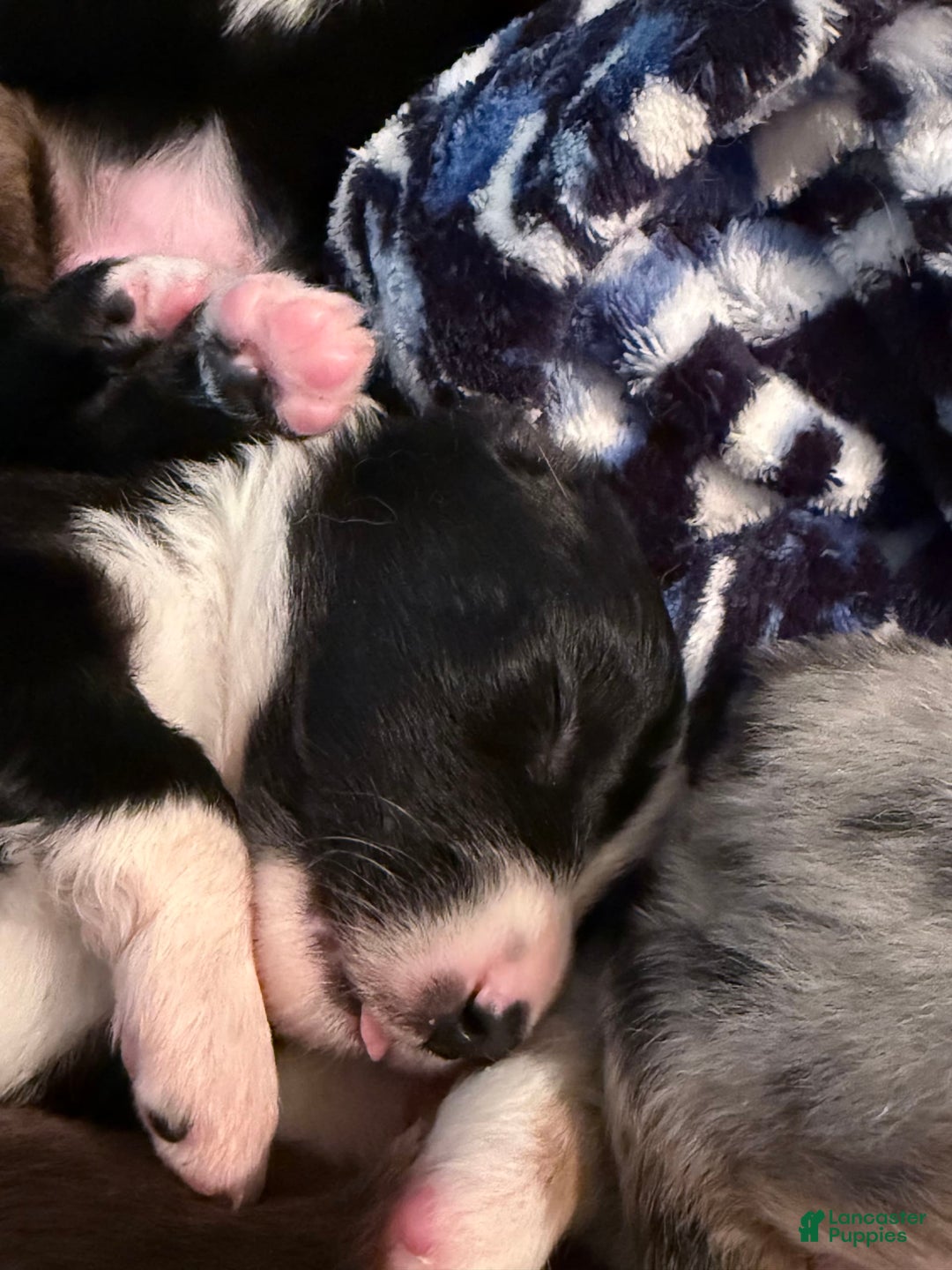 Miniature Australian Shepherd dogs for sale: Milly - Image 5
