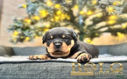 Rottweiler dogs for sale: Juggernaut - Image 1