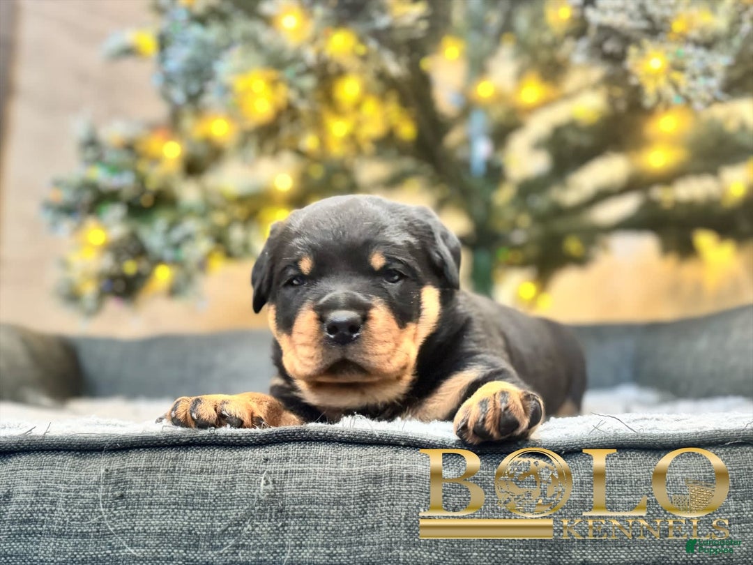Rottweiler dogs for sale: Juggernaut - Image 1