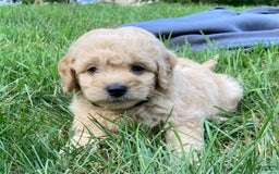 Labradoodle dogs for sale: Maxwell - Image 10