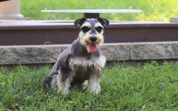 Miniature Schnauzer dogs for sale: Denver - Image 22