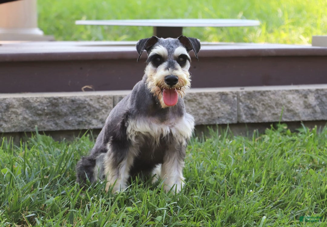 Miniature Schnauzer dogs for sale: Denver - Image 22