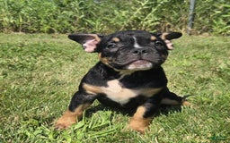 Olde English Bulldogge dogs for sale: George - Image 10