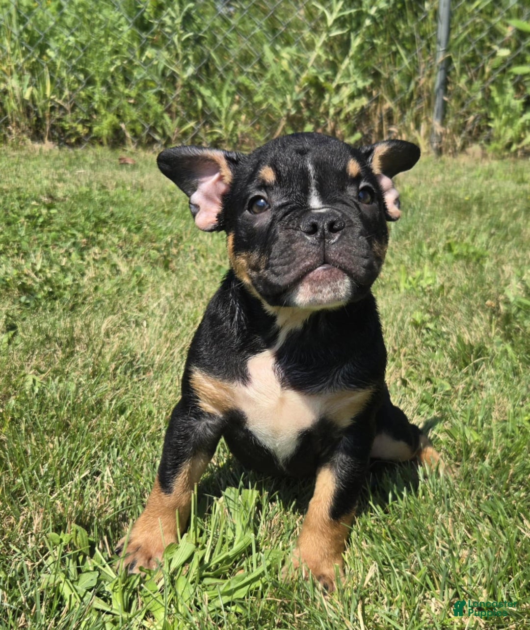 Olde English Bulldogge dogs for sale: George - Image 10