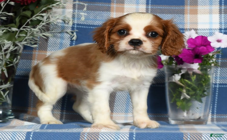 Cavalier King Charles Spaniel dogs for sale - Ad 3