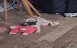 Pug dogs for sale: Ares - Image 2