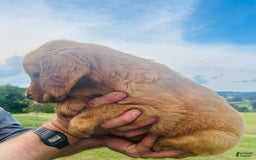 Golden Retriever dogs for sale: Rascal - Image 3