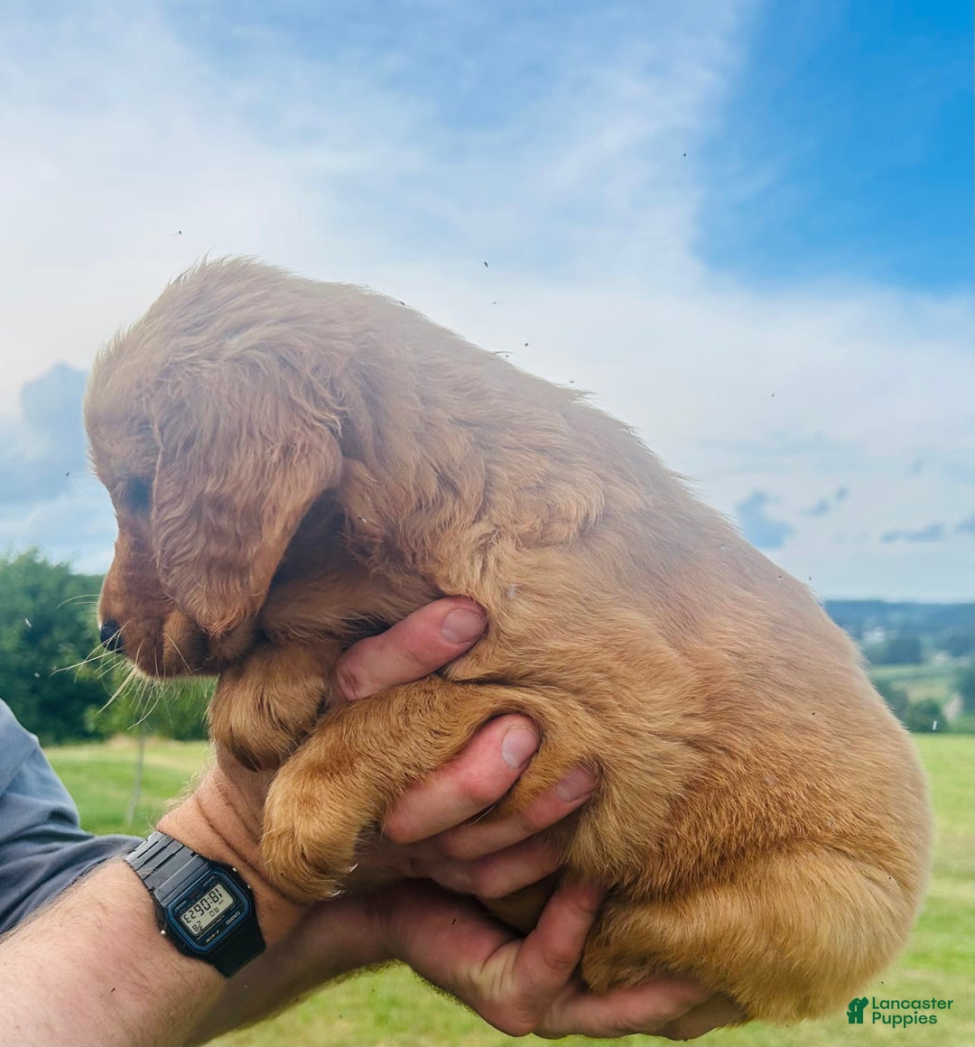 Golden Retriever dogs for sale: Rascal - Image 3