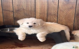 Alaskan Malamute dogs for sale: Evangeline - Image 8