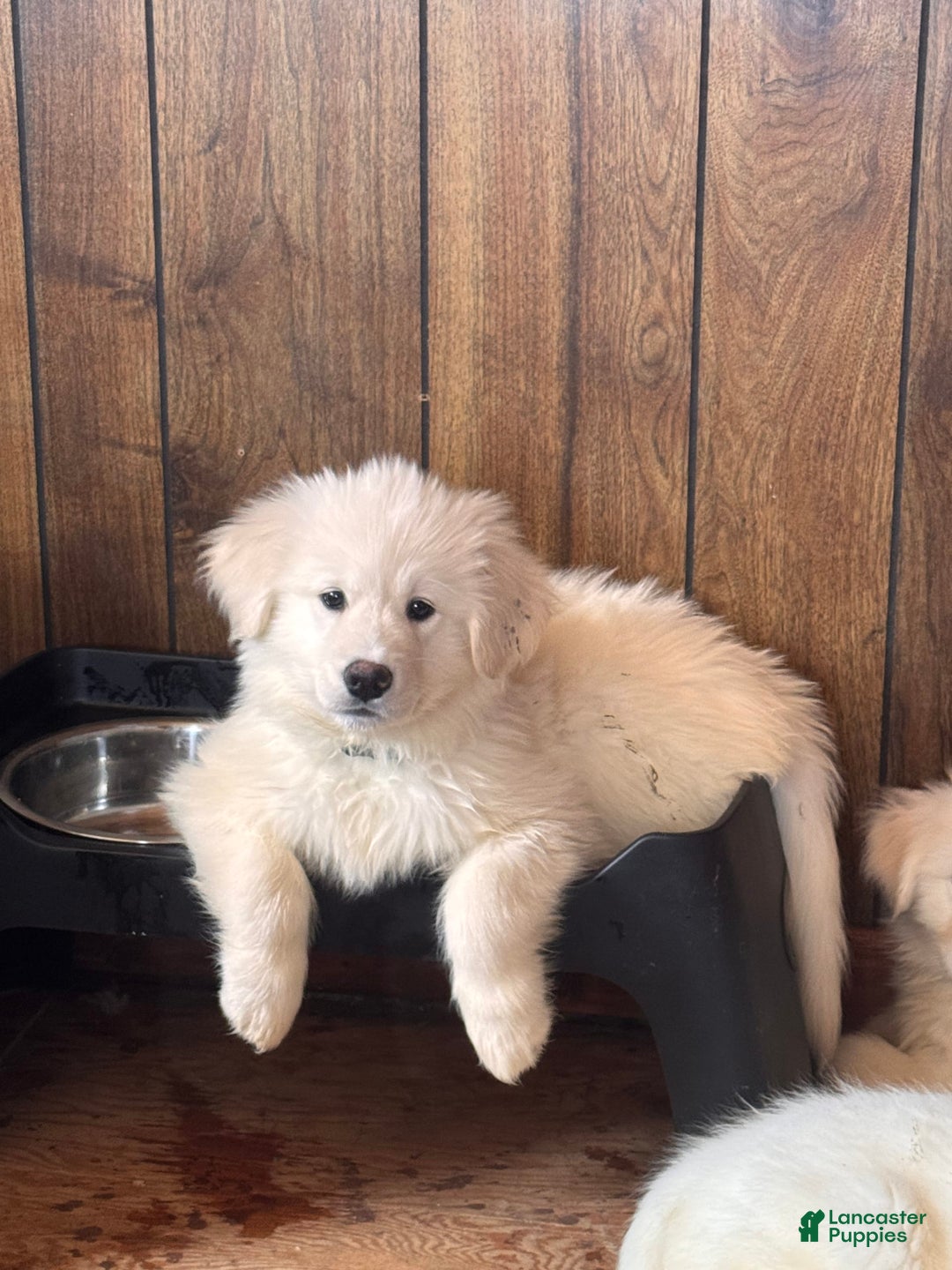 Alaskan Malamute dogs for sale: Evangeline - Image 8