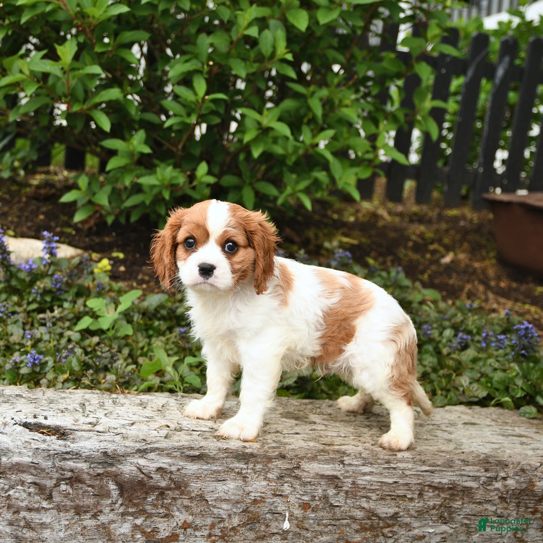 Cavalier King Charles Spaniel dogs for sale: Freddie - Image 8