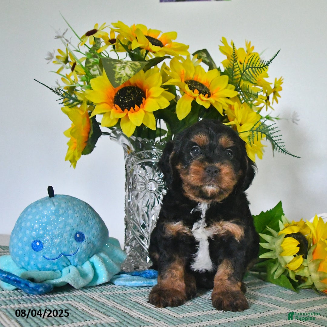Cavapoo dogs for sale: Nick - Image 2