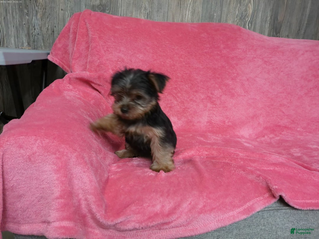 Yorkshire Terrier dogs for sale: Buddy - Image 10