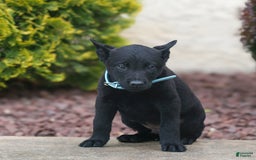 Belgian Malinois dogs for sale: Dawson - Image 2