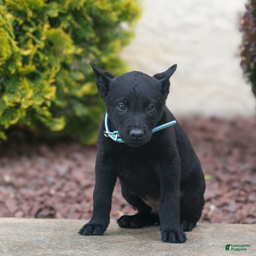 Belgian Malinois dogs for sale: Dawson - Image 2
