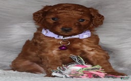 Mini Goldendoodle dogs for sale: Cami - Image 27