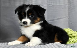 Miniature Australian Shepherd dogs for sale: Aurora - Image 5