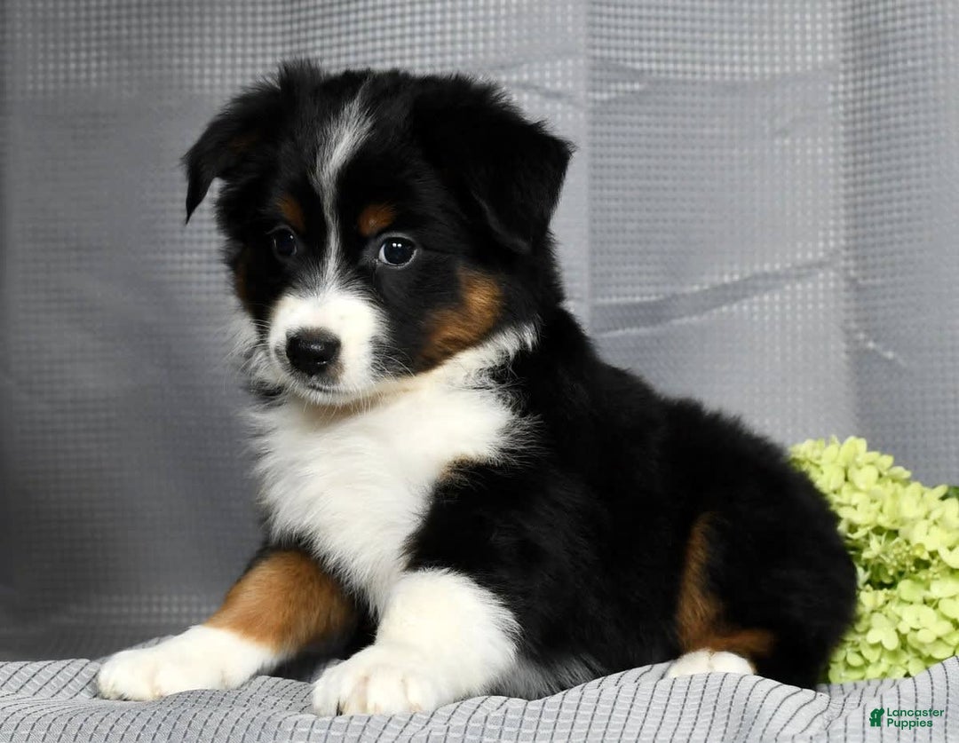Miniature Australian Shepherd dogs for sale: Aurora - Image 5