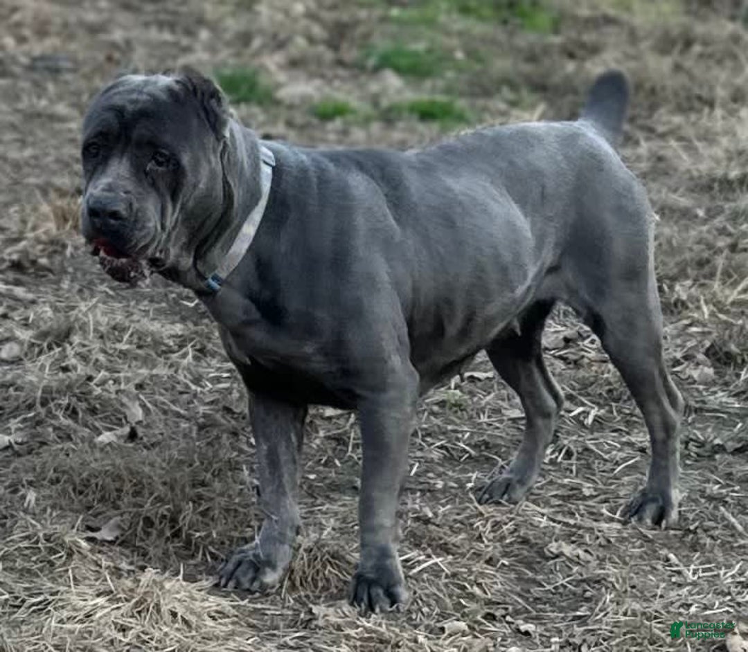 Cane Corso dogs for sale: Iccf Athena - Image 5