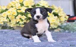 Boston Terrier dogs for sale: Hank - Image 2