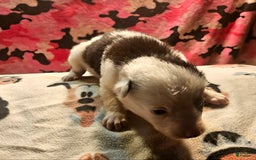Border Collie dogs for sale: I-dog - Image 28
