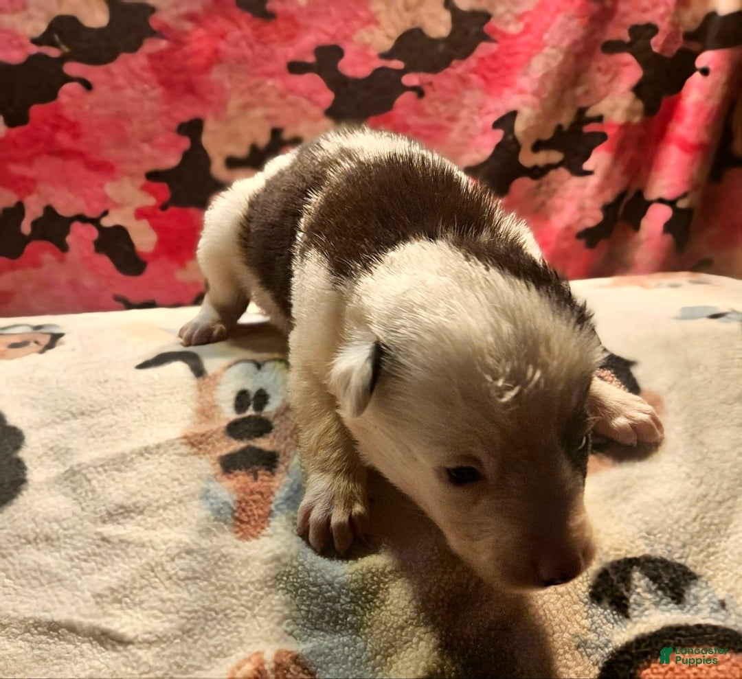 Border Collie dogs for sale: I-dog - Image 28