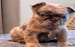 English Bulldog dogs for sale: Bolo - Image 4