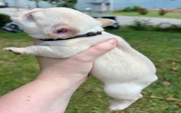French Bulldog dogs for sale: Feyre - Image 1