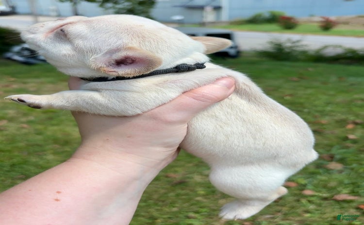French Bulldog dogs for sale - Ad 3