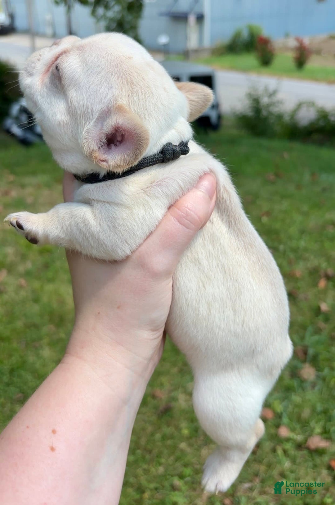 French Bulldog dogs for sale: Feyre - Image 1