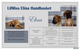 Boxer dogs for sale: Lilly European - Listing for pets: Beautiful European Health Tested Parents, Brady European Boxer health tested, Cream De Coco, Lilly European - Image 5