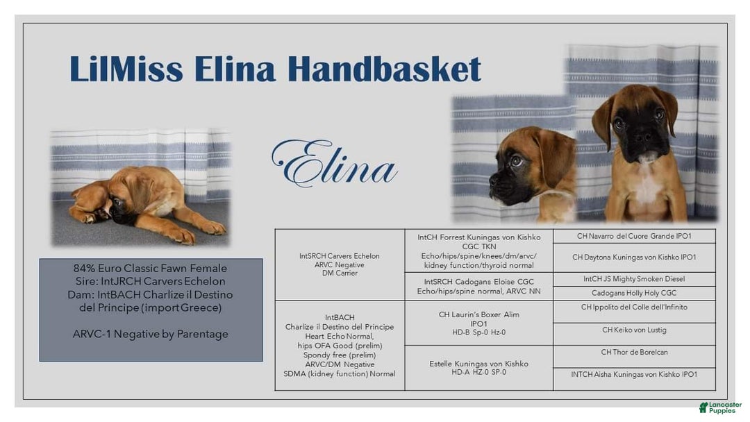 Boxer dogs for sale: Lilly European - Listing for pets: Beautiful European Health Tested Parents, Brady European Boxer health tested, Cream De Coco, Lilly European - Image 5
