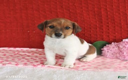 Jack Russell Terrier dogs for sale: Reese - Image 1