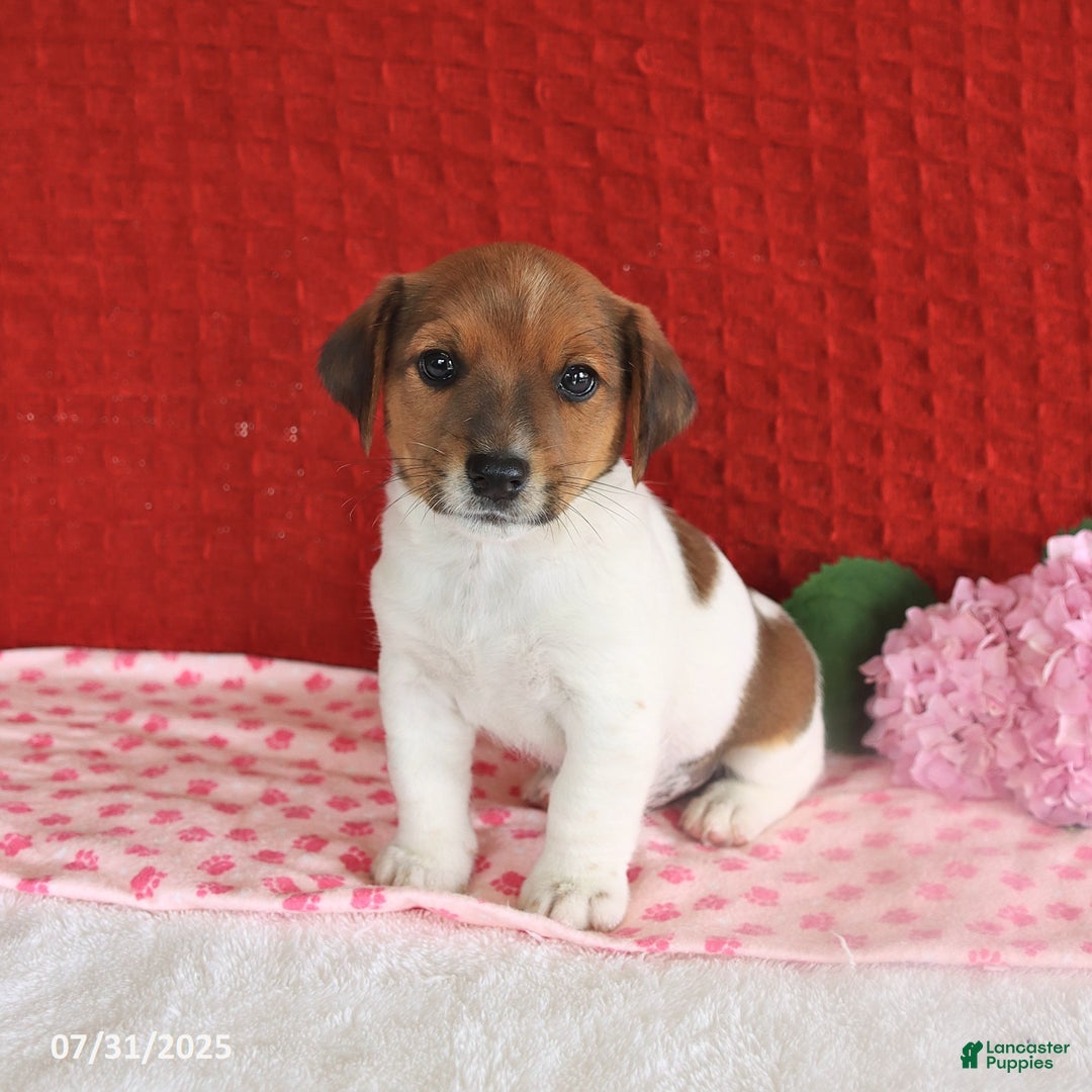 Jack Russell Terrier dogs for sale: Reese - Image 1