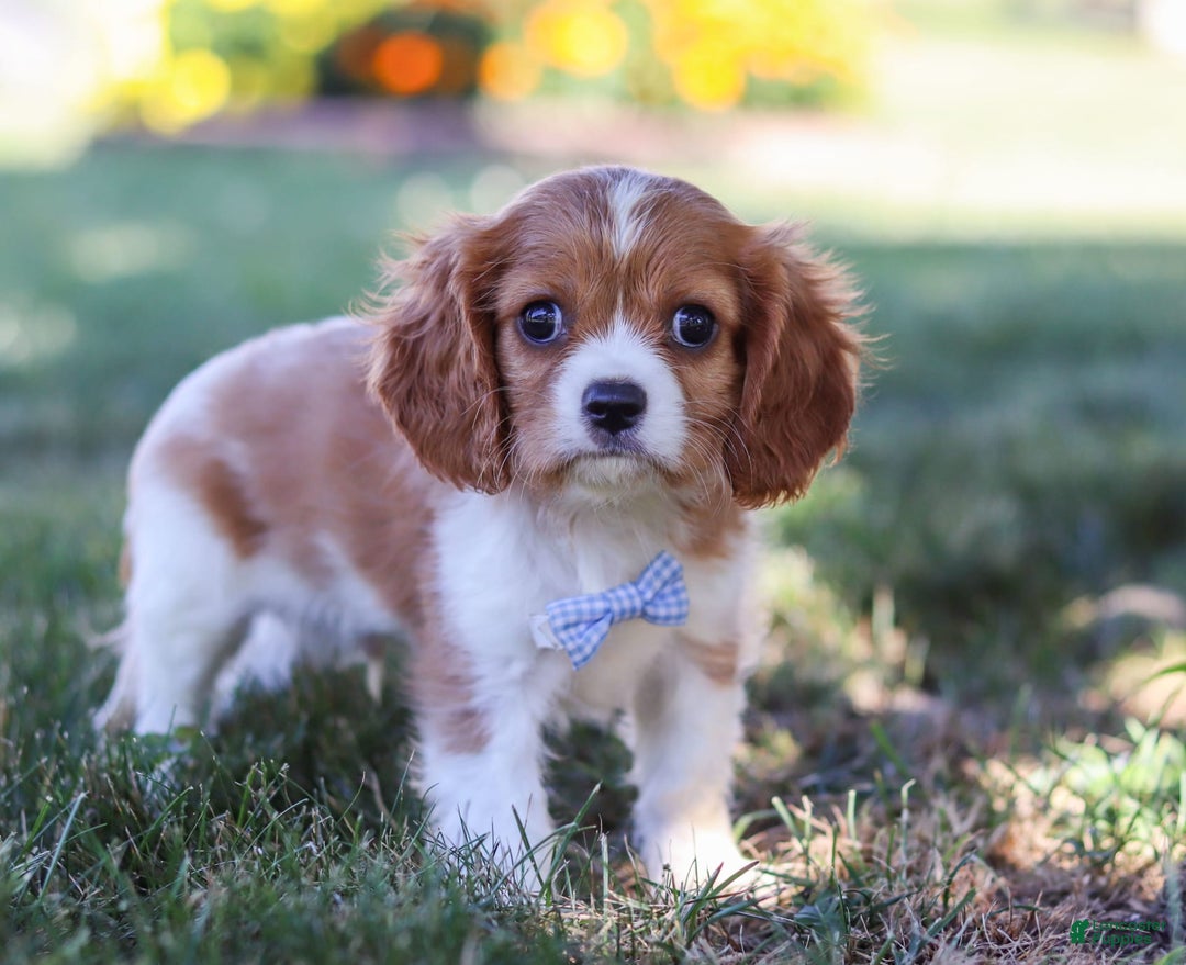 Cavalier King Charles Spaniel dogs for sale: Winston - Image 7