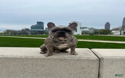 French Bulldog dogs for sale: Royal - Image 10