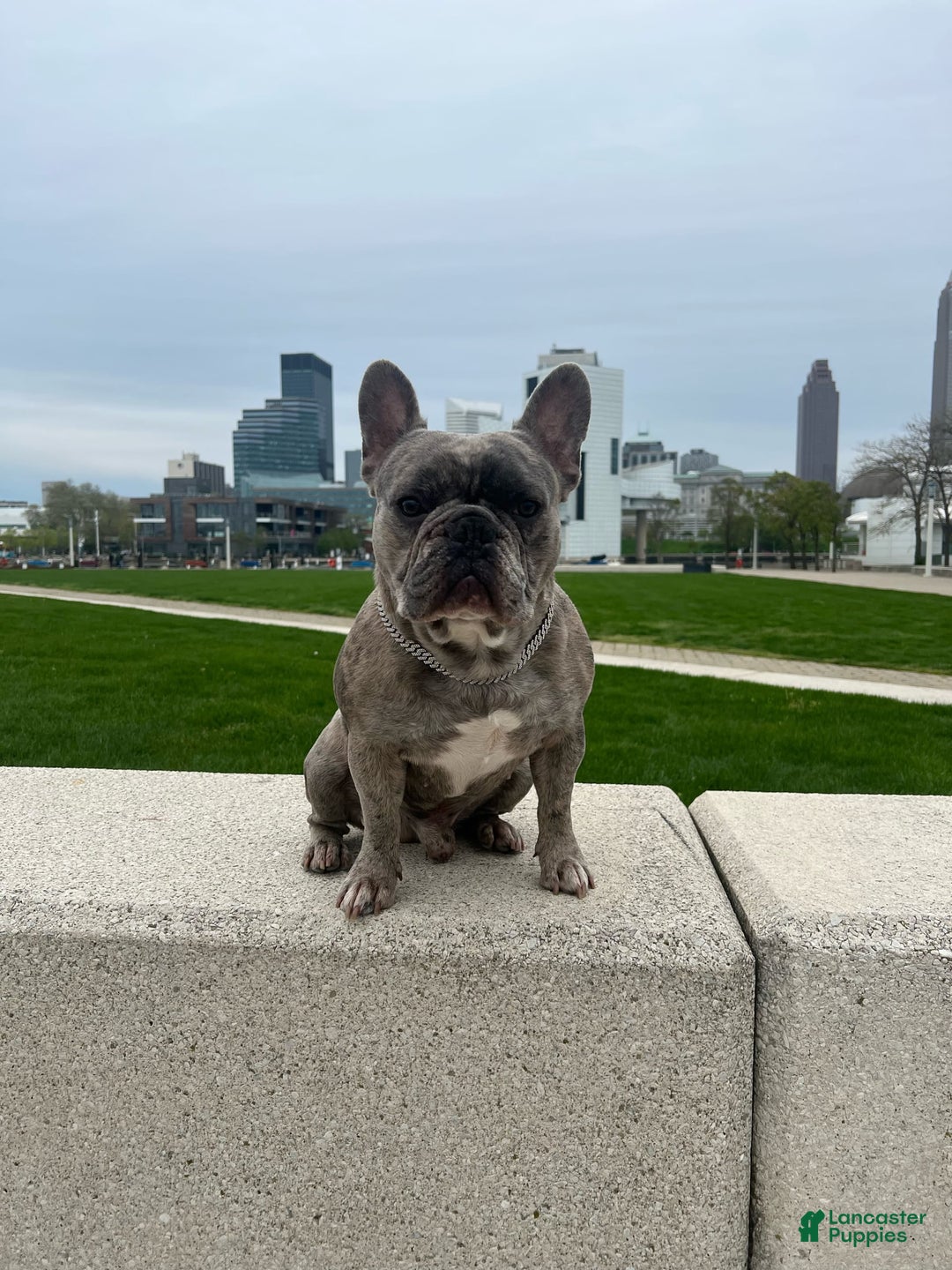French Bulldog dogs for sale: Royal - Image 10