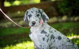 Great Dane dogs for sale: Jamaica - Image 13