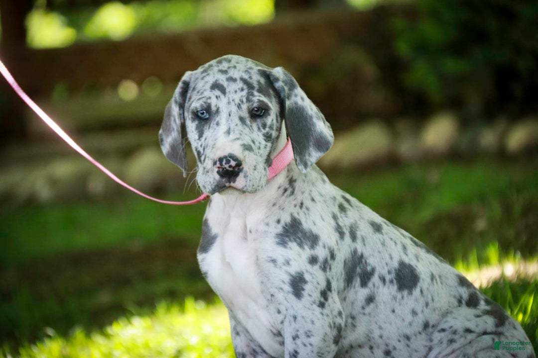 Great Dane dogs for sale: Jamaica - Image 13