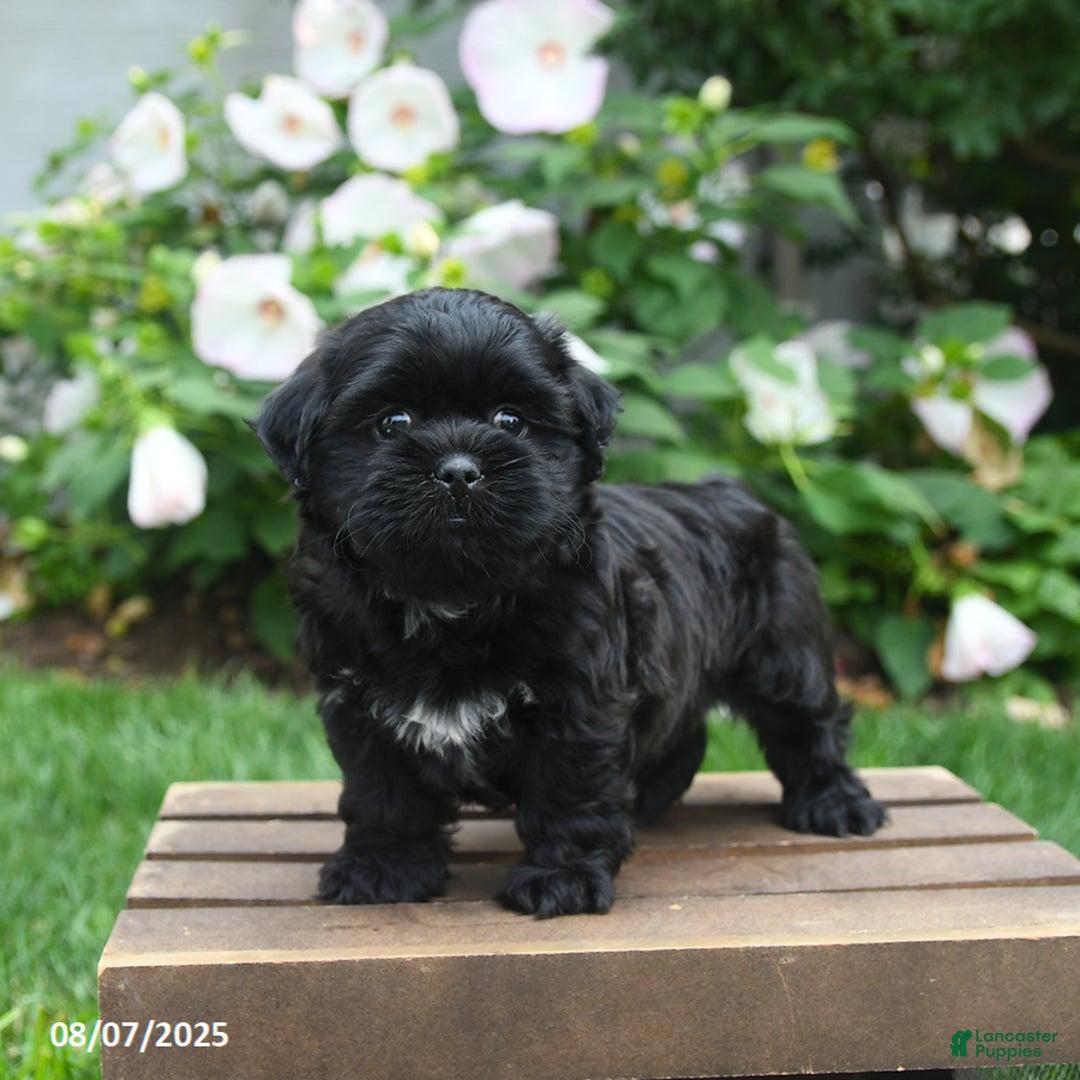 Teddy Bear dogs for sale: Twilight - Image 3