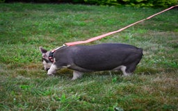 French Bulldog dogs for sale: Brooke - Image 2