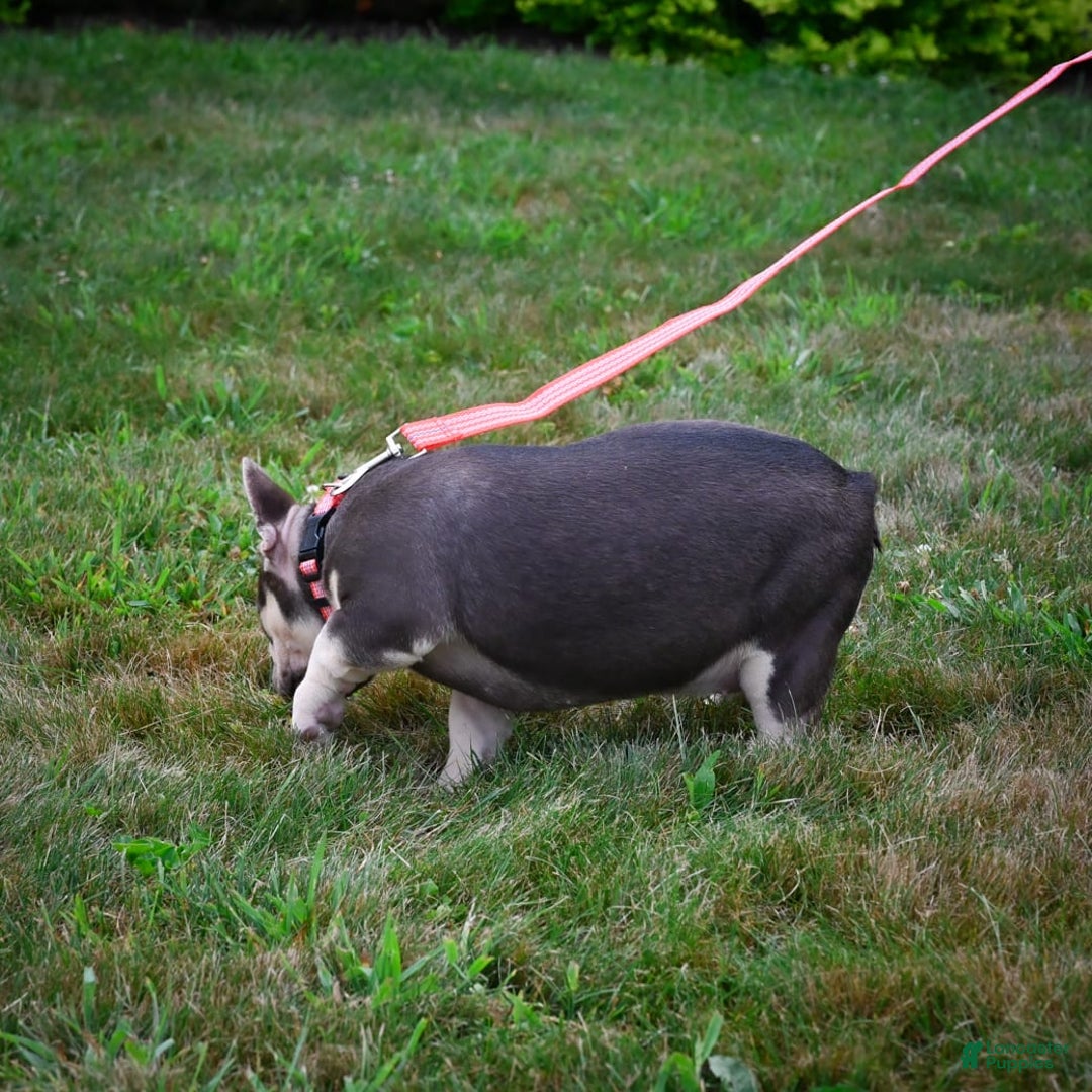 French Bulldog dogs for sale: Brooke - Image 2