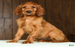 Irish Setter dogs for sale: Maizey - Image 3