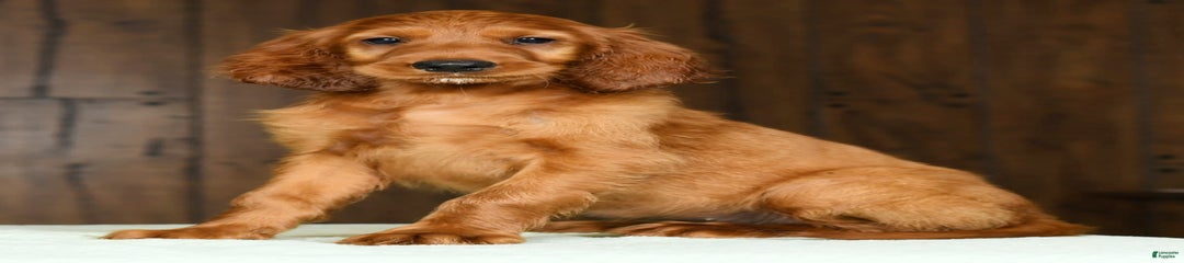 Maizey