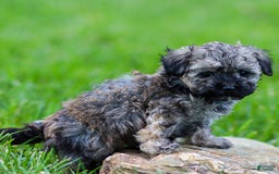 Miniature Poodle dogs for sale: Tori - Image 1