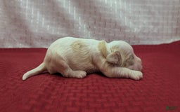 Cockapoo dogs for sale: Astrid - Image 8