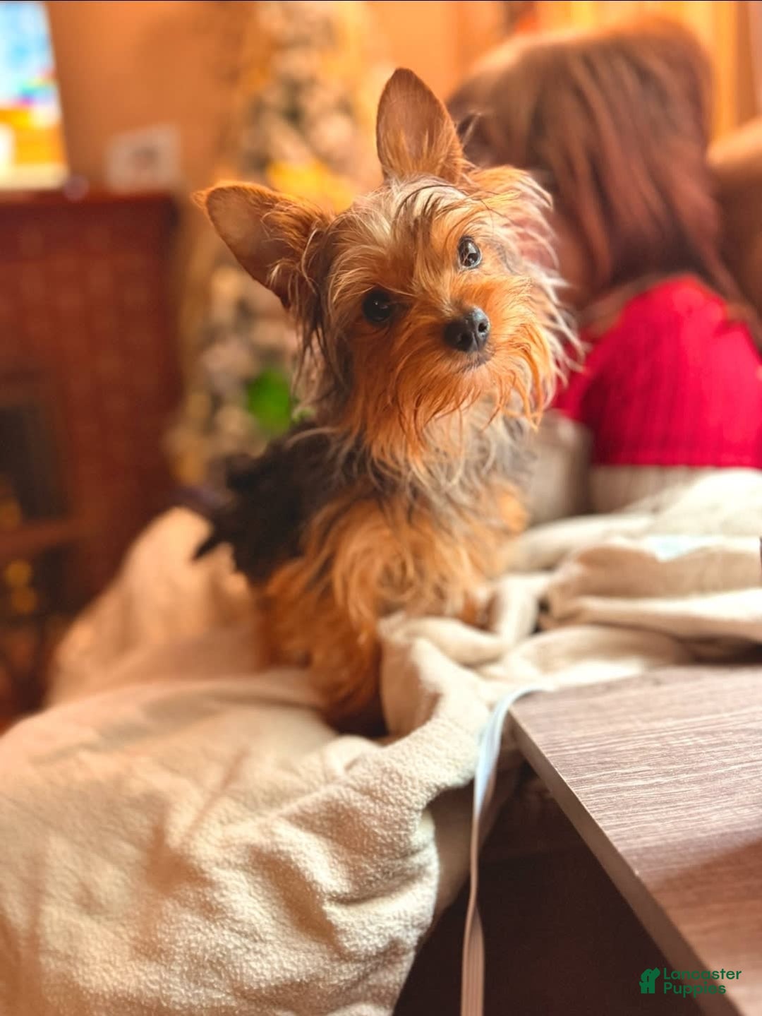 Shorkie dogs for sale: Peanut - Image 15